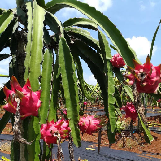 海南红心火龙果