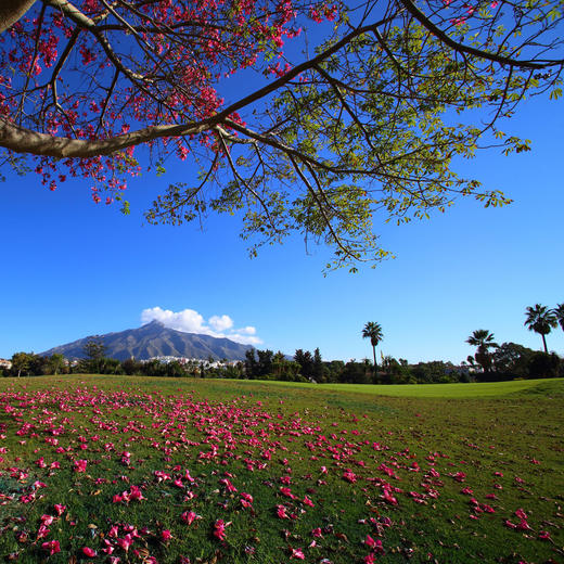 拉斯布里萨斯高尔夫俱乐部 Real Club de Golf Las Brisas | 马贝拉高尔夫球场 | 西班牙高尔夫球场俱乐部 | 欧洲 | Spain 商品图8