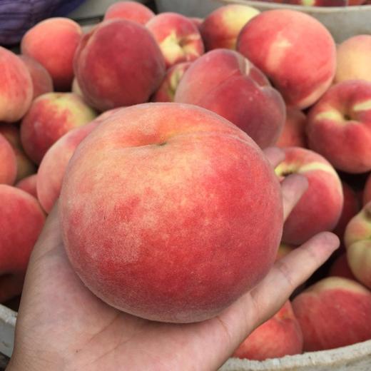 蜜桃 新鲜水果 当季现摘脆甜 烟台寒露蜜 莱山蜜 水蜜桃