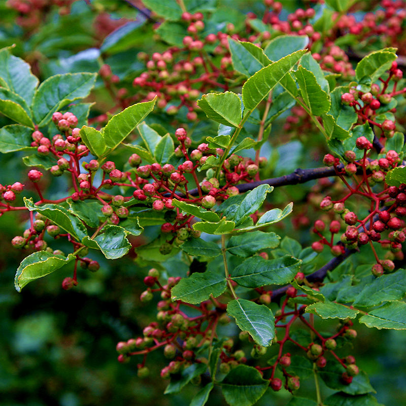 四川阿坝茂县大红袍花椒250g 香味浓郁醇麻可口 厨房增香好帮手