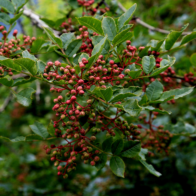 四川阿坝茂县大红袍花椒250g 香味浓郁醇麻可口 厨房增香好帮手