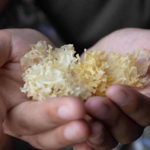 有机通江段木银耳| 合作生产*Mechanical Organic Tremella | Partner Production 商品图2