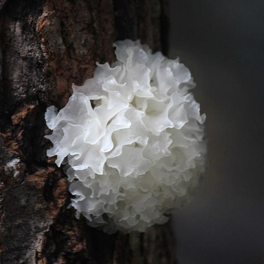 有机通江段木银耳| 合作生产*Mechanical Organic Tremella | Partner Production 商品图3