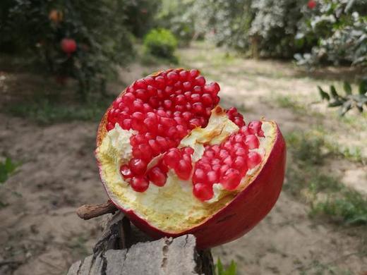 【和田】新疆和田皮亚曼丑石榴 生鲜水果新疆发货 商品图2