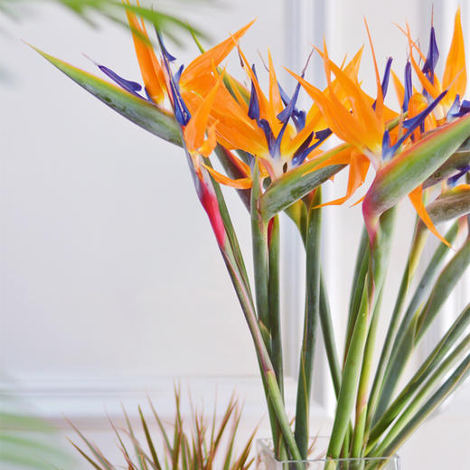 【周四团购】天堂鸟6枝59.9元  2人拼团 商品图0