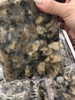 速冻海蛎 商品缩略图1