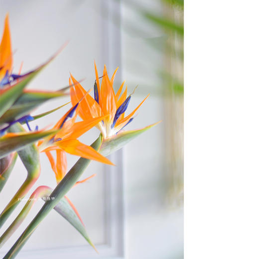 【周四团购】天堂鸟6枝59.9元  2人拼团 商品图1