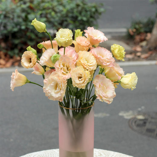 【周四团购】香槟桔梗一把 39.9  2人拼团 商品图1