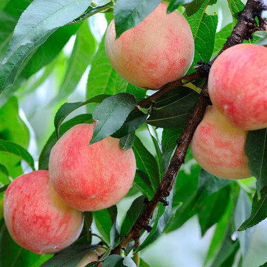 【重点推荐】山东泰安寒露蜜桃 新鲜孕妇水果大桃脆桃 金秋红蜜桃 商品图5