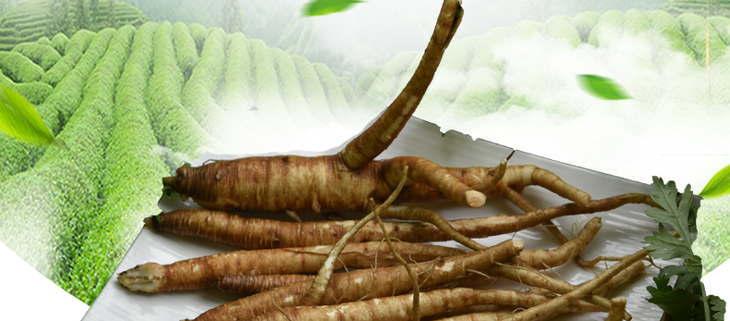 【嘎吉吉品】现货 新鲜菜当归农家现挖现发5斤装甜当归