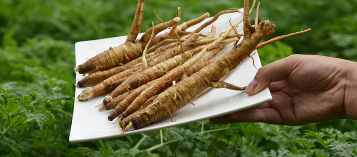 【嘎吉吉品】现货 新鲜菜当归农家现挖现发5斤装甜当归