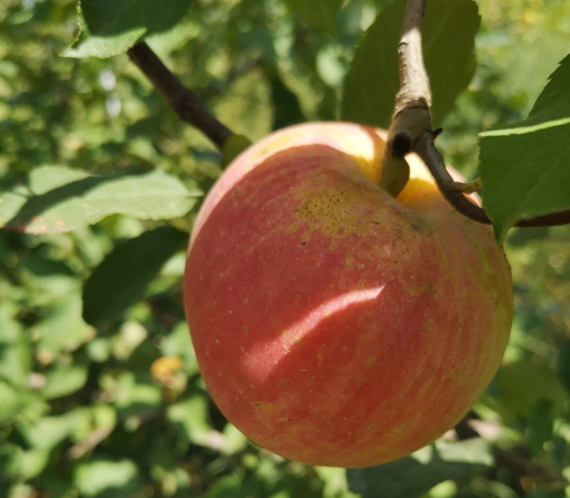 【推荐】宋洁苹果 联合国会议专用果 酵素自然农耕种植