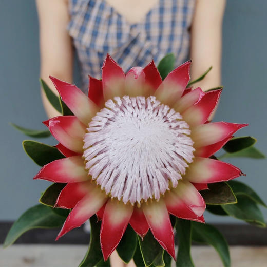 【周四团购】南非蒂王花79.9一支/  2人拼团 商品图1