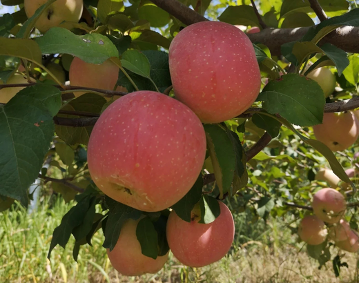 【推荐】宋洁苹果 联合国会议专用果 酵素自然农耕种植