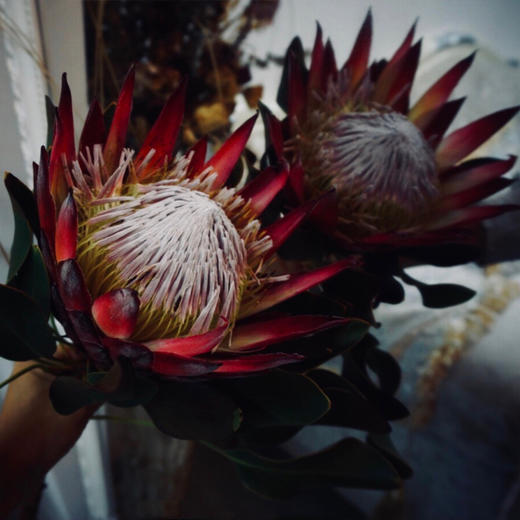 【周四团购】南非蒂王花79.9一支/  2人拼团 商品图2