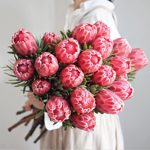 【周四团购】南非皇后69.9一支 /  2人拼团 商品图0