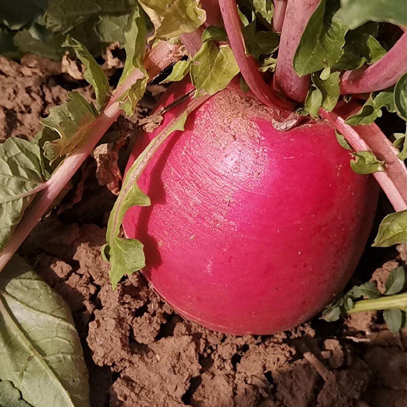 彩虹雨 有机蔬菜 圆红萝卜500g 北京农场直供 现摘新鲜蔬菜