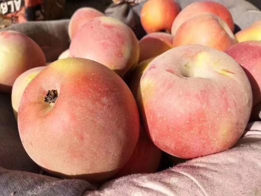 新疆阿克苏冰糖心苹果多规格 阿克苏核心产区时令果蔬 新疆特产 商品图0