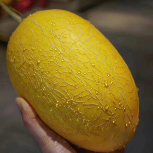 西域花果山香妃蜜瓜60高甜度77高脆度蜜瓜6060一款被阳光亲吻