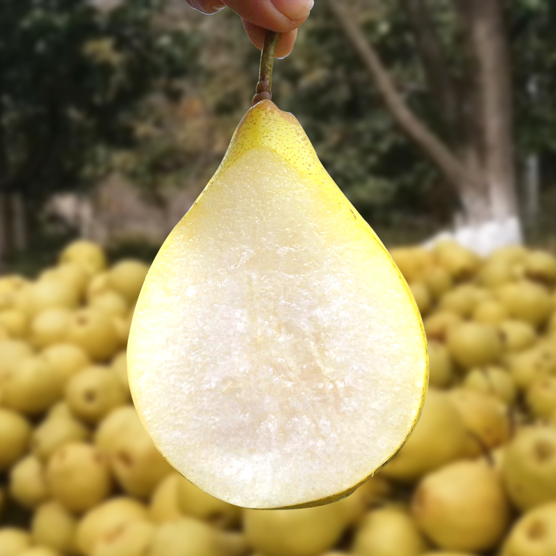 【雪梨皇后】金川雪梨鲜果 金雪梨3号5斤装 ~中果