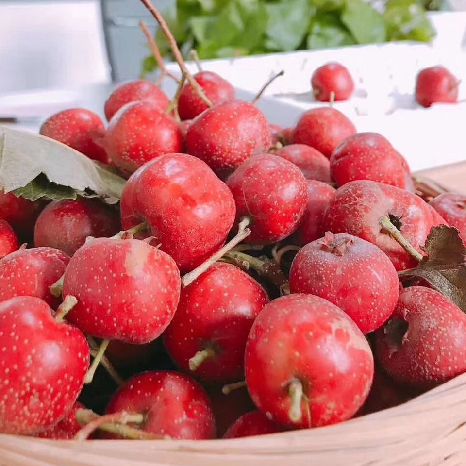 山东现摘山楂果酸甜可口开胃消食北京冰糖葫芦专用品种产地直发5斤