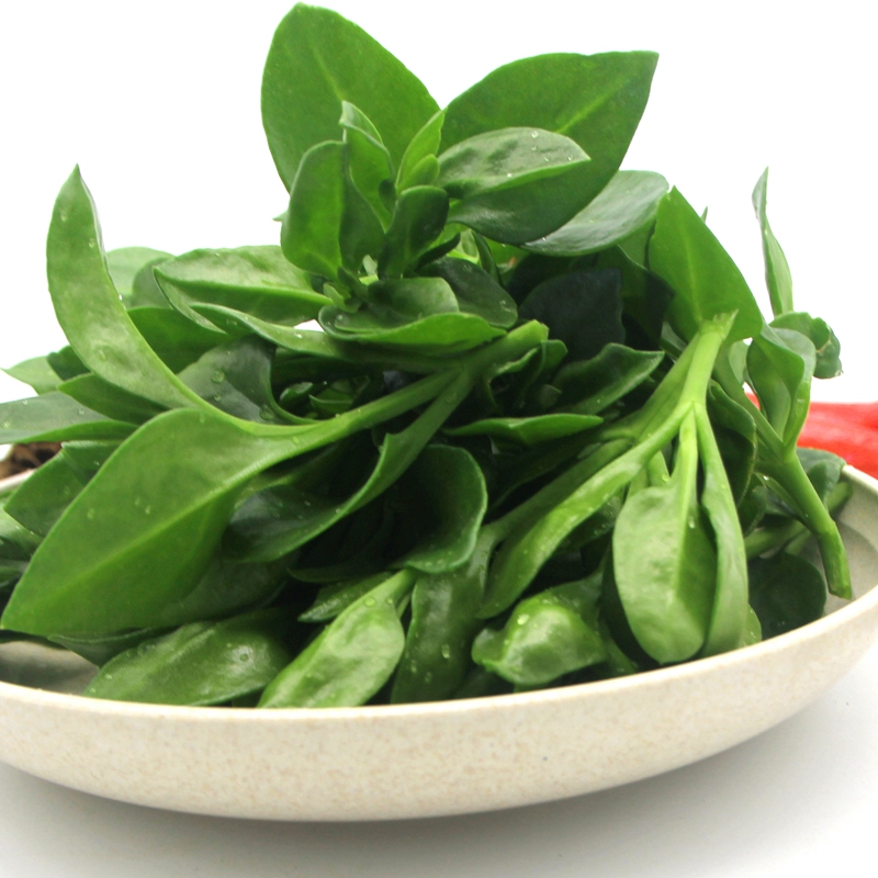 会员选菜穿心莲200g