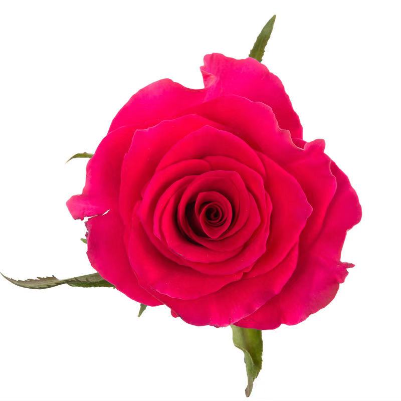 拍市玫瑰 高盛/高胜 a级 10支 - 云花朵朵鲜花零售旗舰店