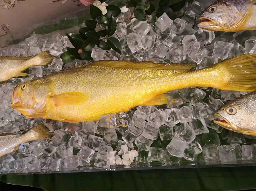 福建宁德 | 深水半野生大黄鱼