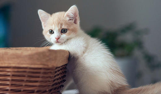 萌化べ破壳猫 商品图0