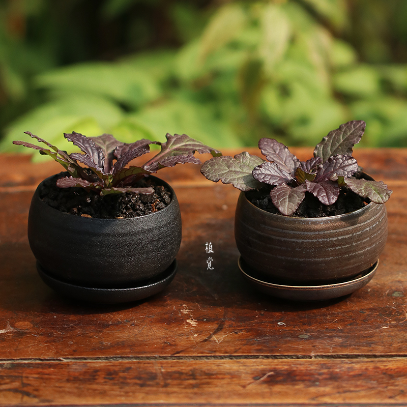 植觉 淡竹 竹子盆景盆栽