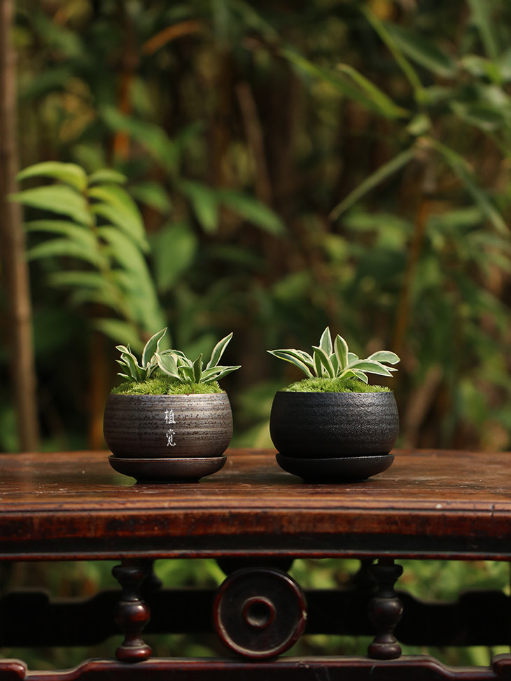 植觉【姬玉簪】