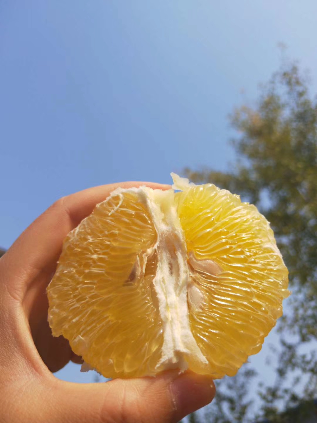 台湾精品葡萄柚 约5斤(4-6颗) - 元余山严选