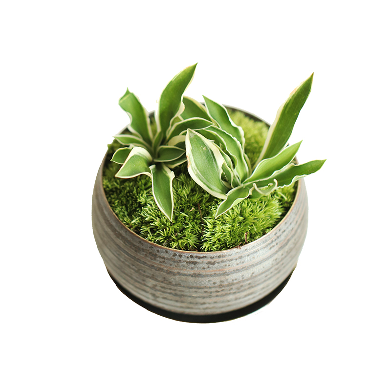 植觉【姬玉簪】