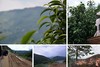 冰岛古树2026-1000克-晒青绿茶 商品缩略图0