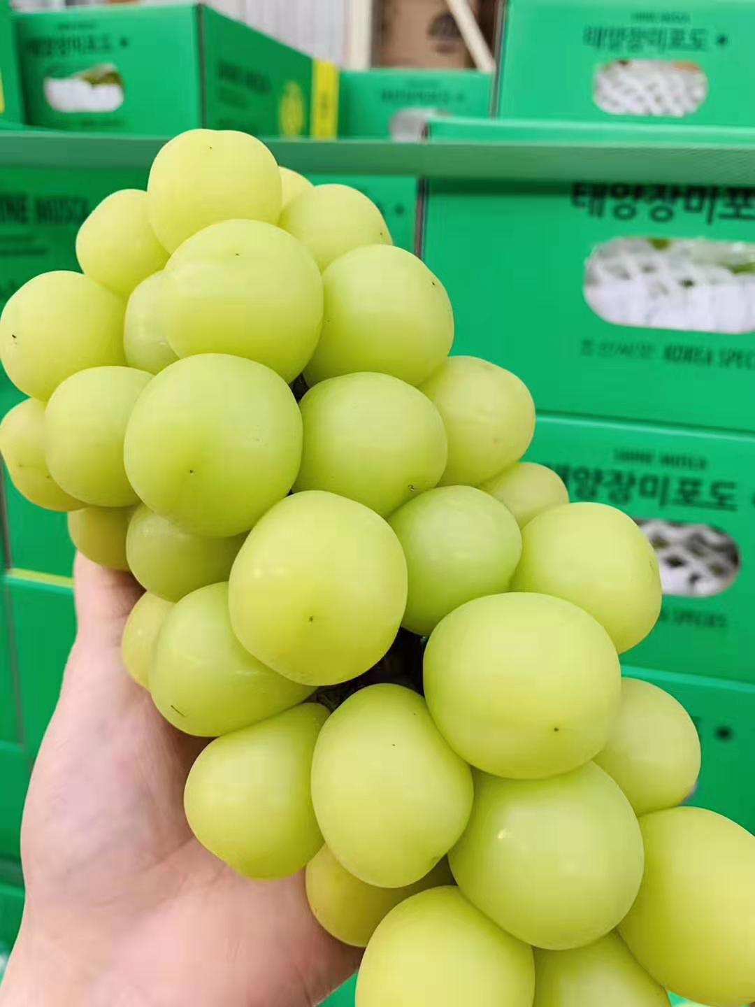 【全国包邮】韩国晴王,新鲜,纯正,味美,纯甜无渣超好吃,口感香甜,果肉