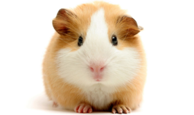 班里来了“小客人”