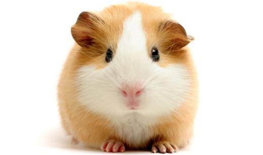 班里来了“小客人” 商品图0