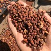 野生偃松仁 | 合作生产*Wild pine kernels | Coproduction 商品缩略图1