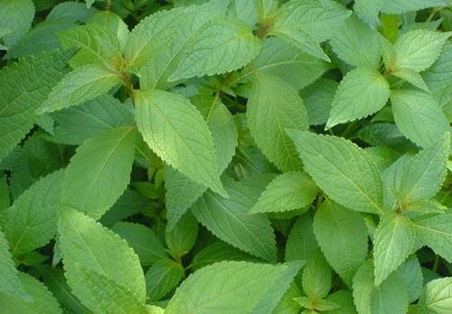 美思康宸溪皇薏湿茶