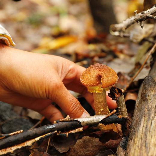野生榛蘑干| 合作生产*Wild hazelnut mushrooms dried|Partner Production 商品图2