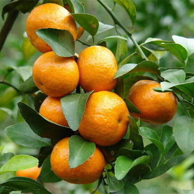 【3斤】广西马水桔3斤【当天提货】 商品图8