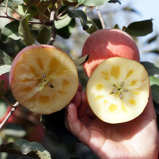 新疆阿克苏冰糖心苹果多规格 阿克苏核心产区时令果蔬 新疆特产 商品图3