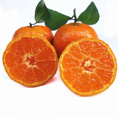 【3斤】广西马水桔3斤【当天提货】 商品图1