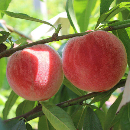 【1公斤】精品新鲜现摘水蜜桃毛桃 【当天提货】【当天提货】 商品图2