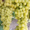 【2斤】新疆木纳格白葡萄 新鲜 重约2斤【2人内提货】 商品缩略图5
