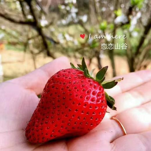 恋恋山谷有机草莓1000g 果肉饱满/口感香甜 商品图2