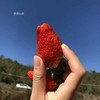 恋恋山谷有机草莓1000g 果肉饱满/口感香甜 商品缩略图3