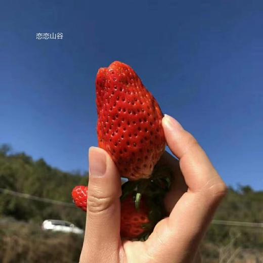 恋恋山谷有机草莓1000g 果肉饱满/口感香甜 商品图3