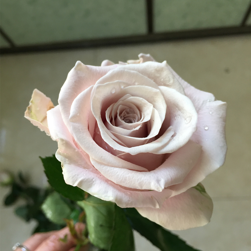进口花材特惠|重奶油玫瑰花,10支 商品图2