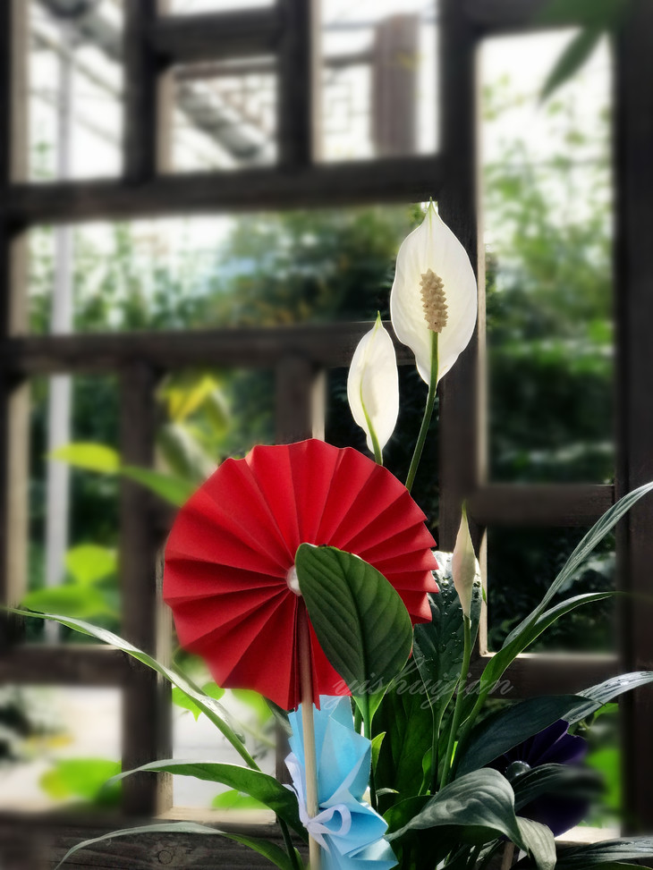 精品绿植||美酒白掌